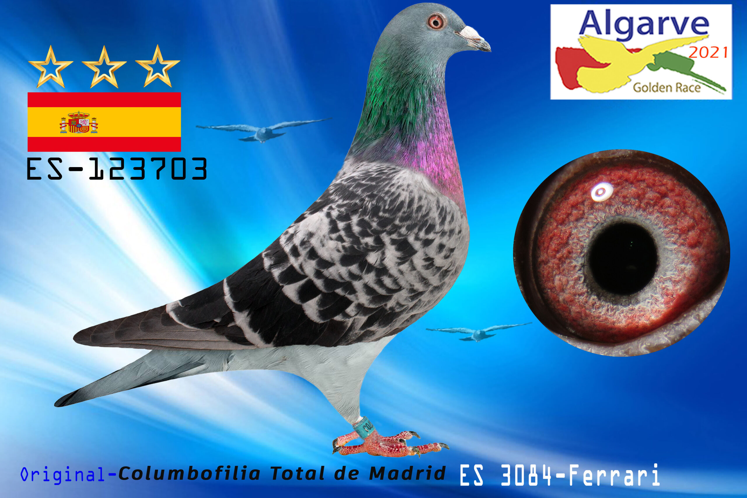 ES-123703/21 - MACHO - Columbofilia Total de Madrid - 2576º CLASIFICADA