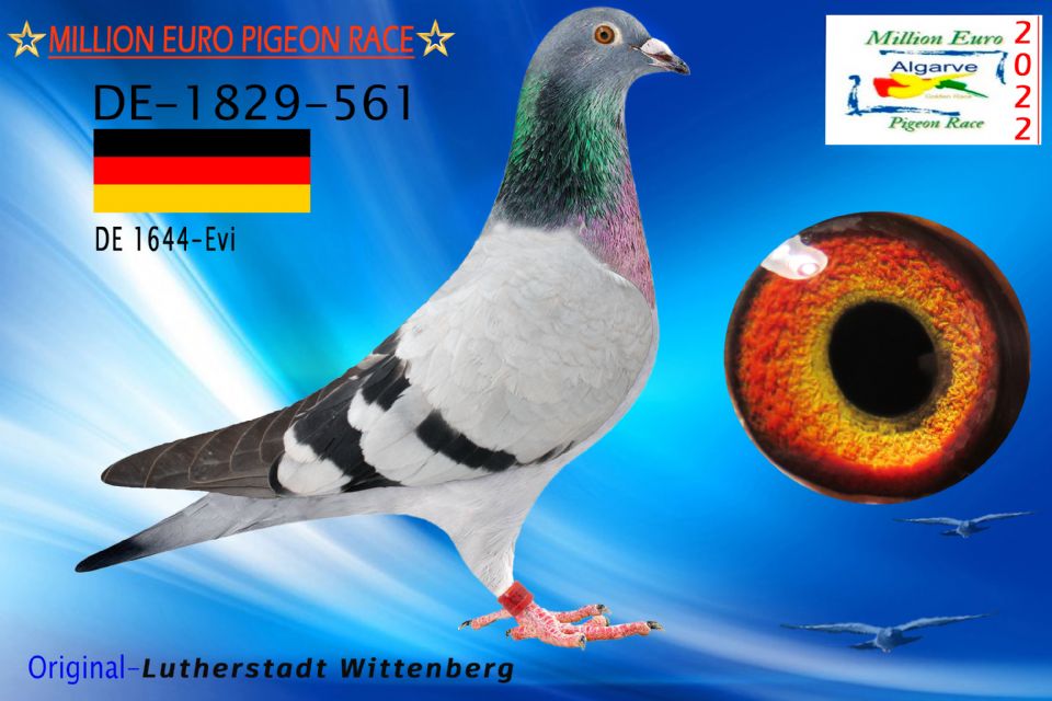 DV-01829-561/22 - HEMBRA - Lutherstadt Wittenberg - 1856º CLASIFICADA