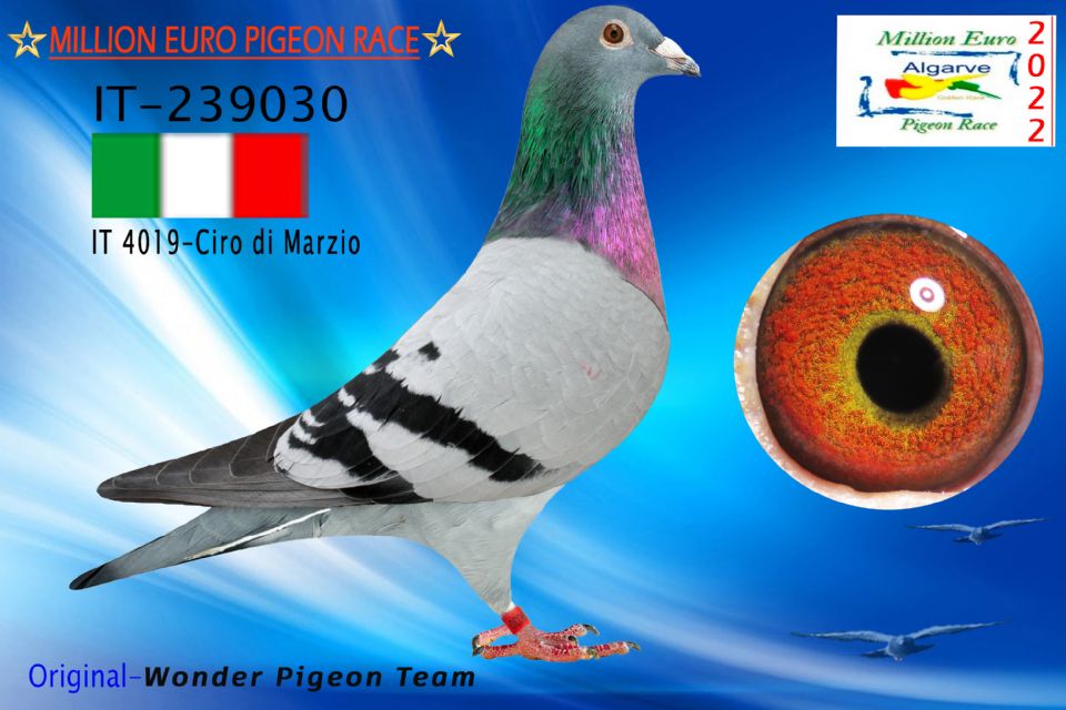 IT-239030/22 - MACHO - Wonder Pigeon Team - 439º CLASIFICADA