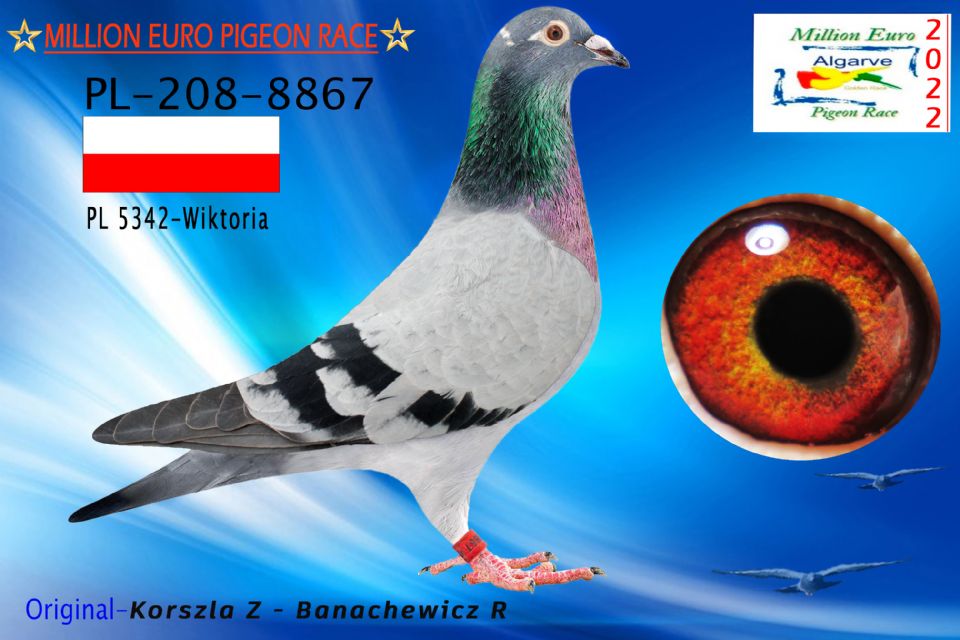 PL-0208-8867/22 - HEMBRA - Korszla Z - Banachewicz R-A - FC