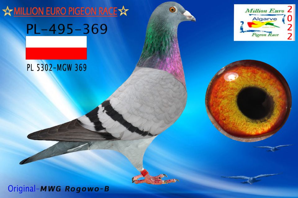 PL-0495-369/22 - MACHO - MWG Rogowo-B - 1802º CLASIFICADA
