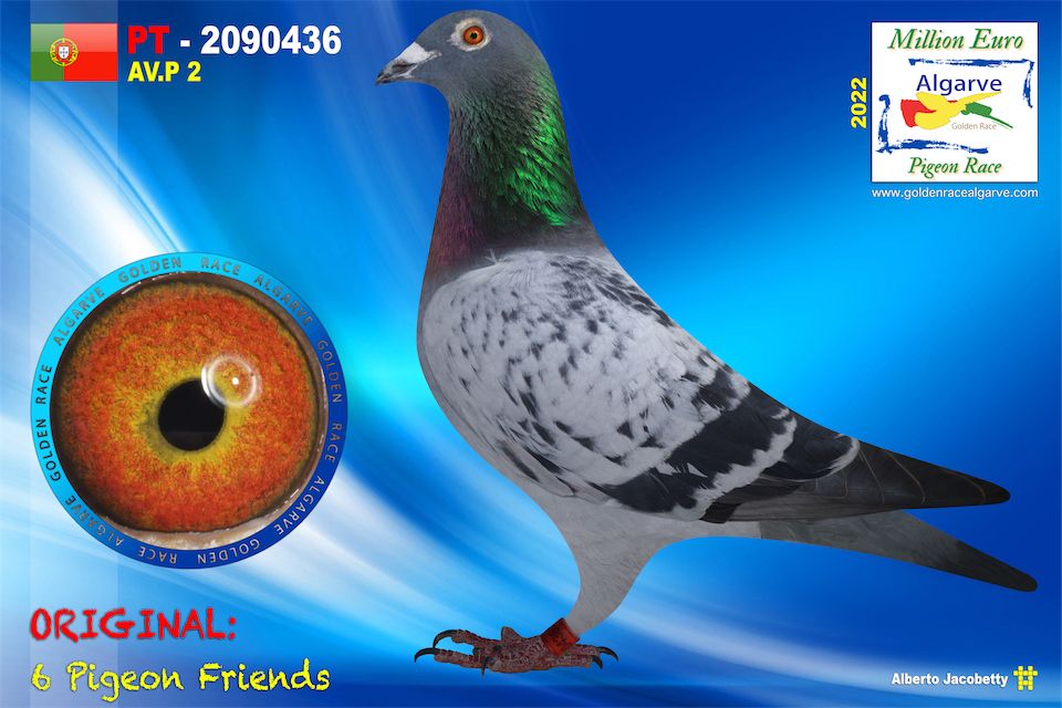 POR-2090436/22 - MACHO - 6 Pigeon Friends - 1670º CLASIFICADA