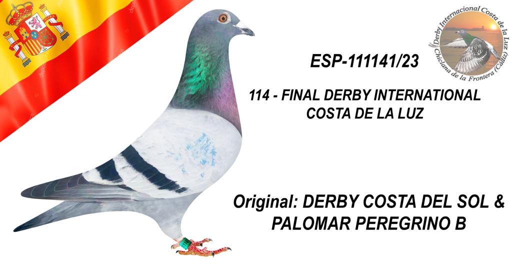 ESP-111141/23 - DERBY COSTA DEL SOL & PALOMAR PEREGRINO - 114º CLASIFICADA