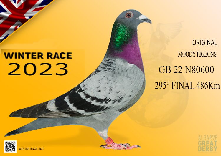 GB 22 N80600 - HEMBRA - Moody Pigeons B - 295º CLASIFICADA