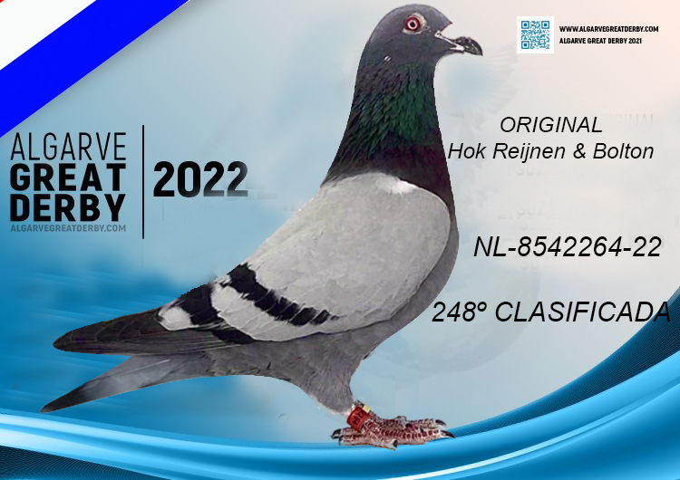 NL-8542264-22 - MACHO - Hok Reijnen & Bolton - 248º CLASIFICADA