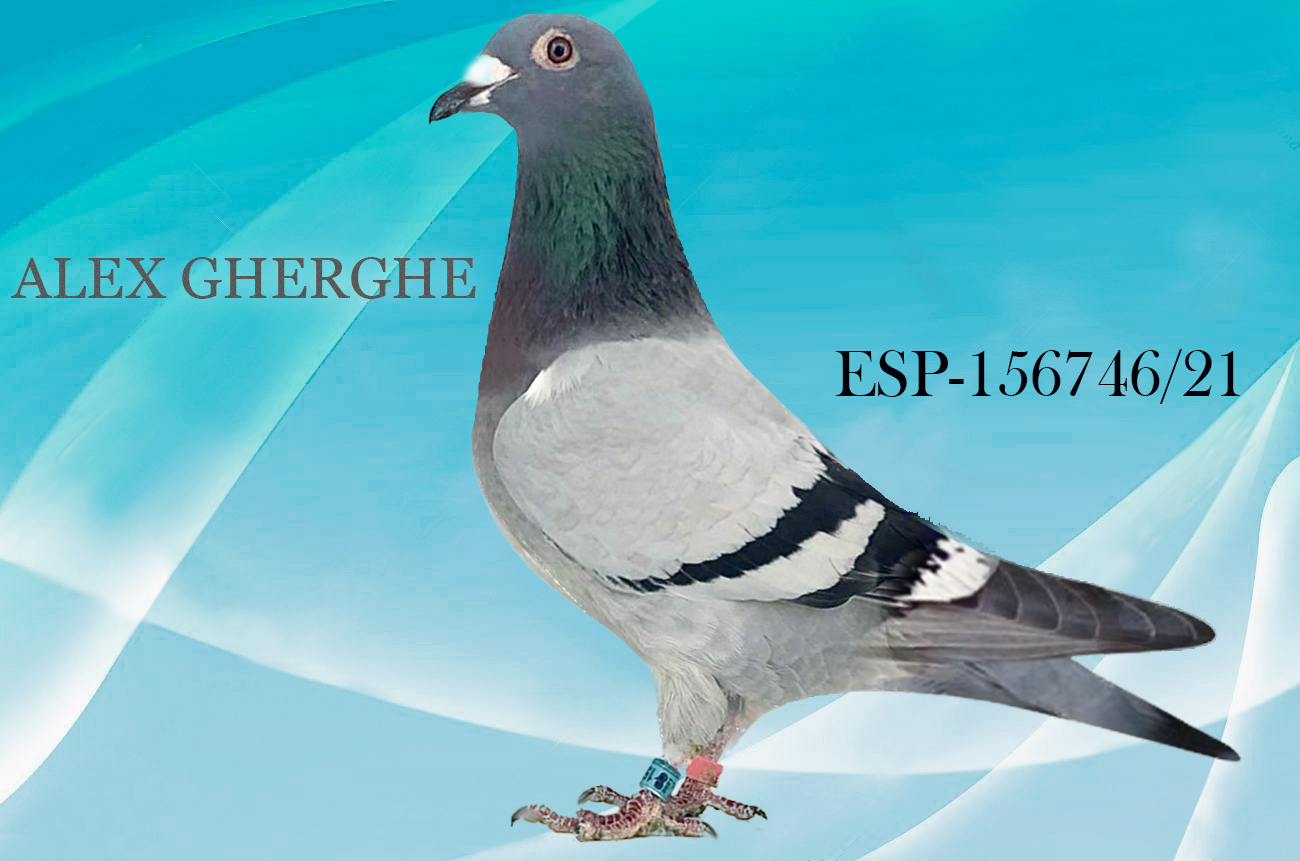 ESP-156746/21 - HEMBRA