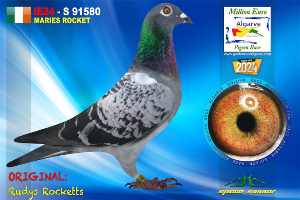 IE24-S 91580 - HEMBRA - Rudys Rocketts