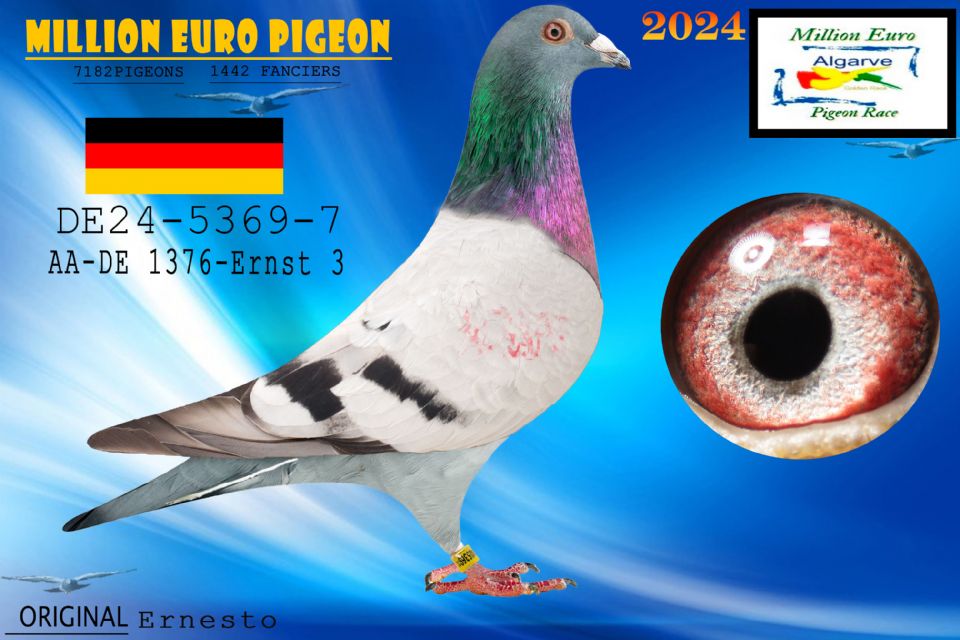 DE24-5369-7 - MACHO - Ernesto