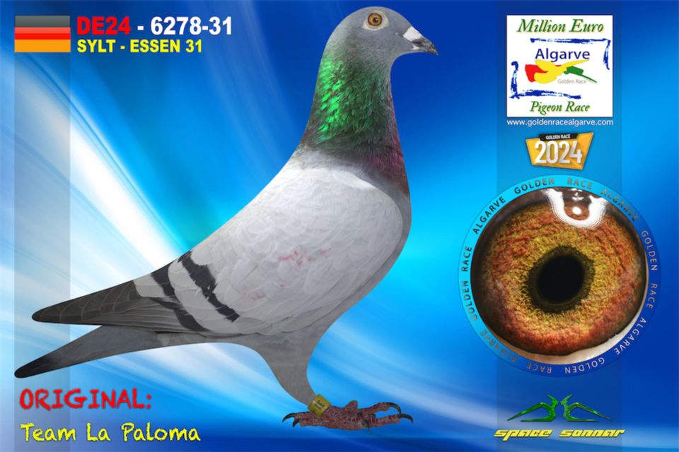 DE24-6278-31 - HEMBRA - Team La Paloma