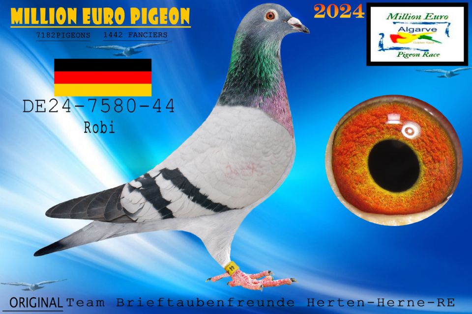 DE24-7580-44 - MACHO - Team Brieftaubenfreunde Herten-Herne-RE