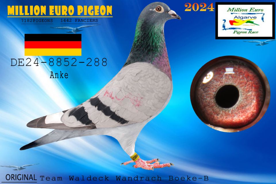 DE24-8852-288 - MACHO - Team Waldeck Wandrach Boeke
