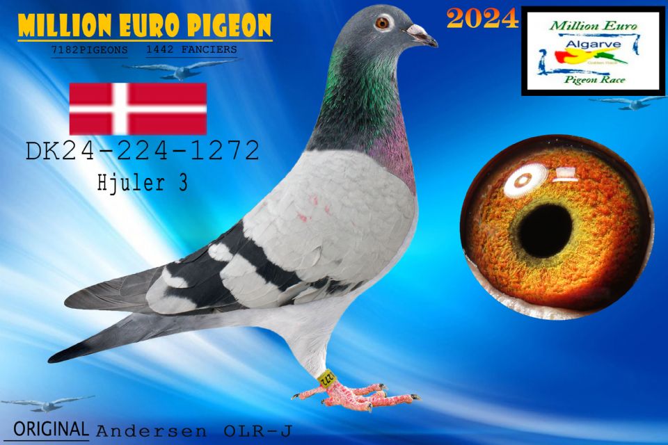 DK24-224-1272 - MACHO - Andersen OLR