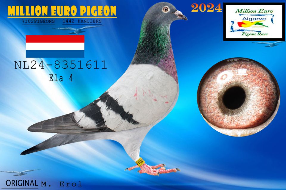 NL24-8351611 - HEMBRA - M. Erol