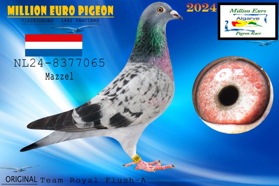NL24-8377065 - MACHO - Team Royal Flush