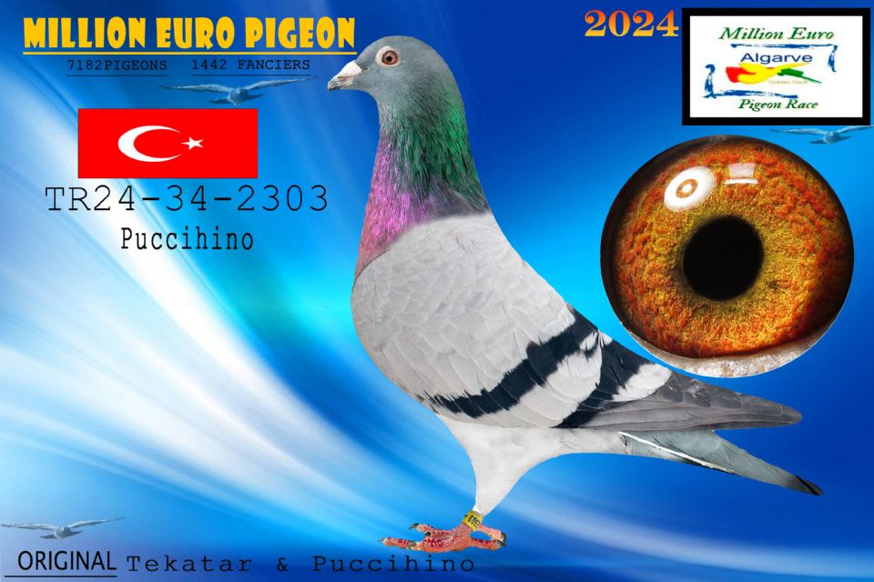 TR24-34-2303 - HEMBRA - Tekatar & Puccihino