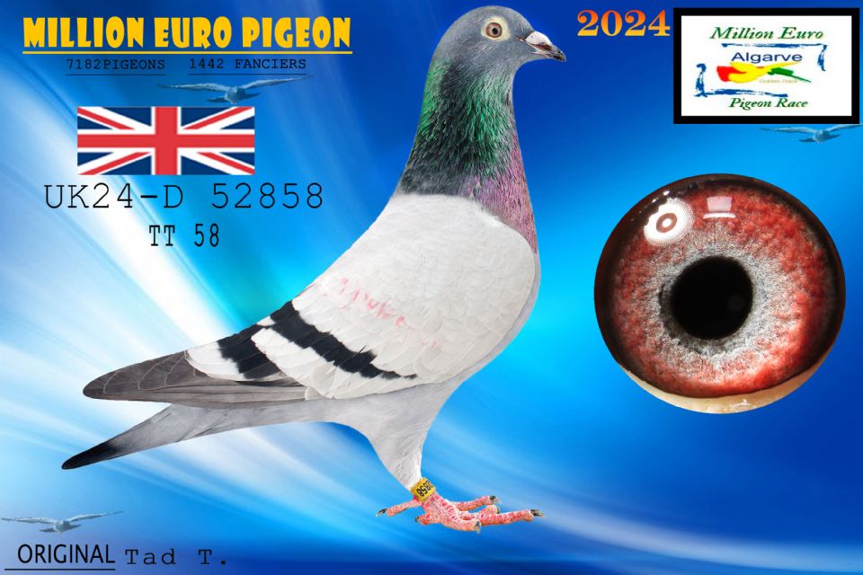 UK24-D 52858 - HEMBRA - Tad T.