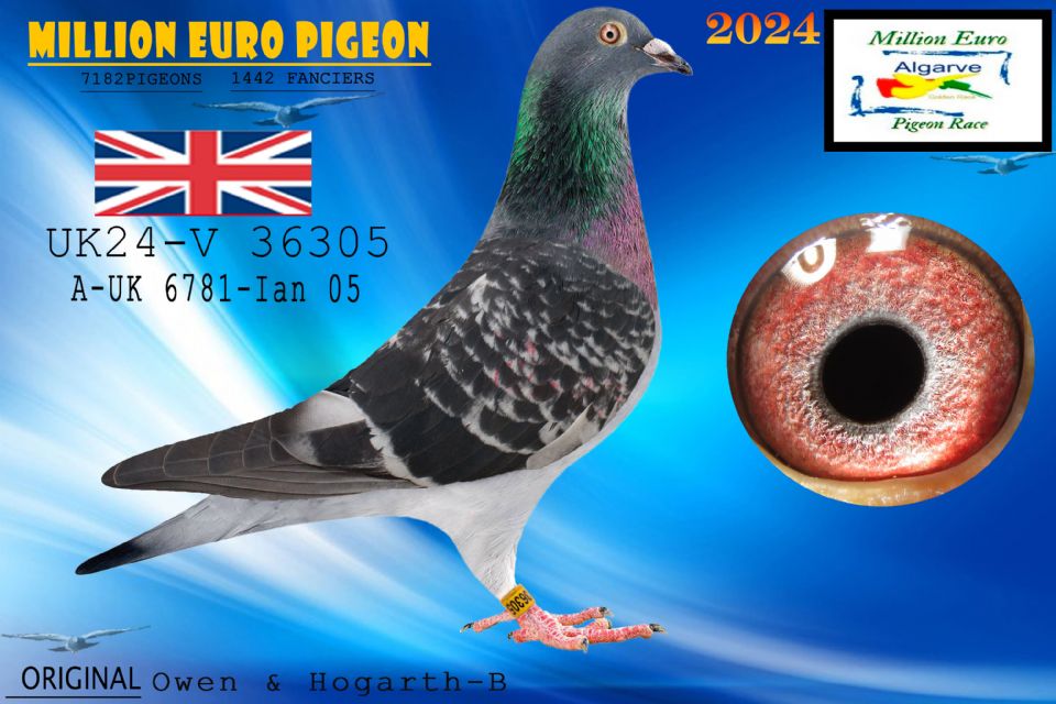 UK24-V 36305 - MACHO - Owen & Hogarth-B - ESPECTACULAR A LA MANO