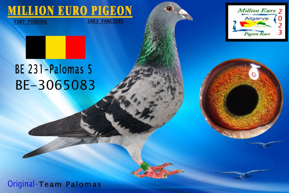 BE-3065083 - HEMBRA - Team Palomas
