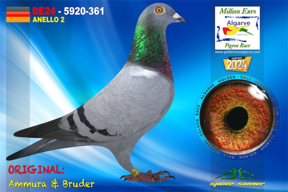 DE24-5920-361 - HEMBRA - Ammura & Bruder-A