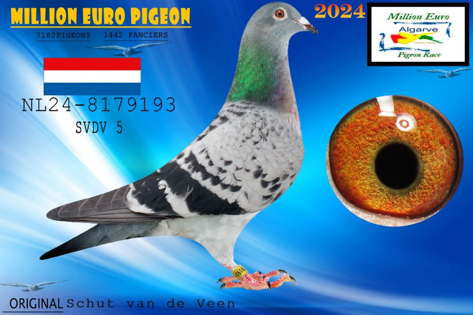 NL24-8179193 - HEMBRA - Schut van de Veen
