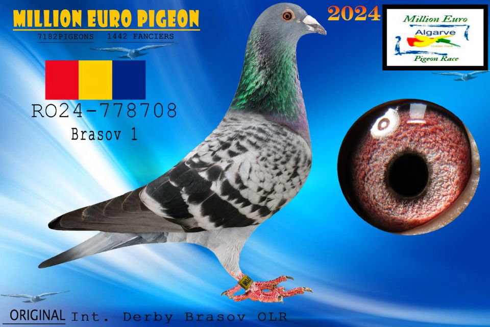 RO24-778708 - MACHO - Int. Derby Brasov OLR