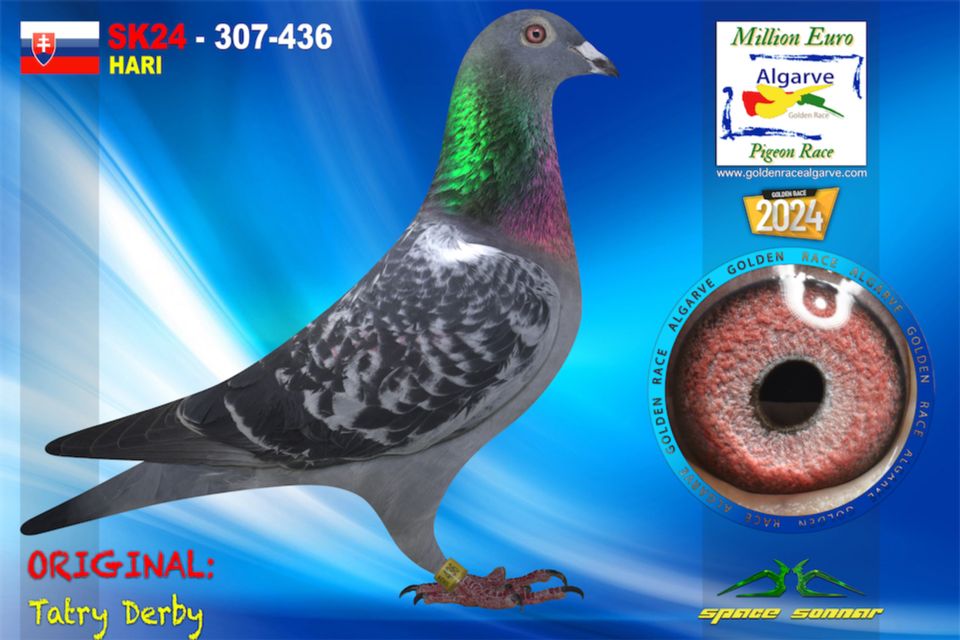 SK24-307-436 - HEMBRA - Tatry Derby