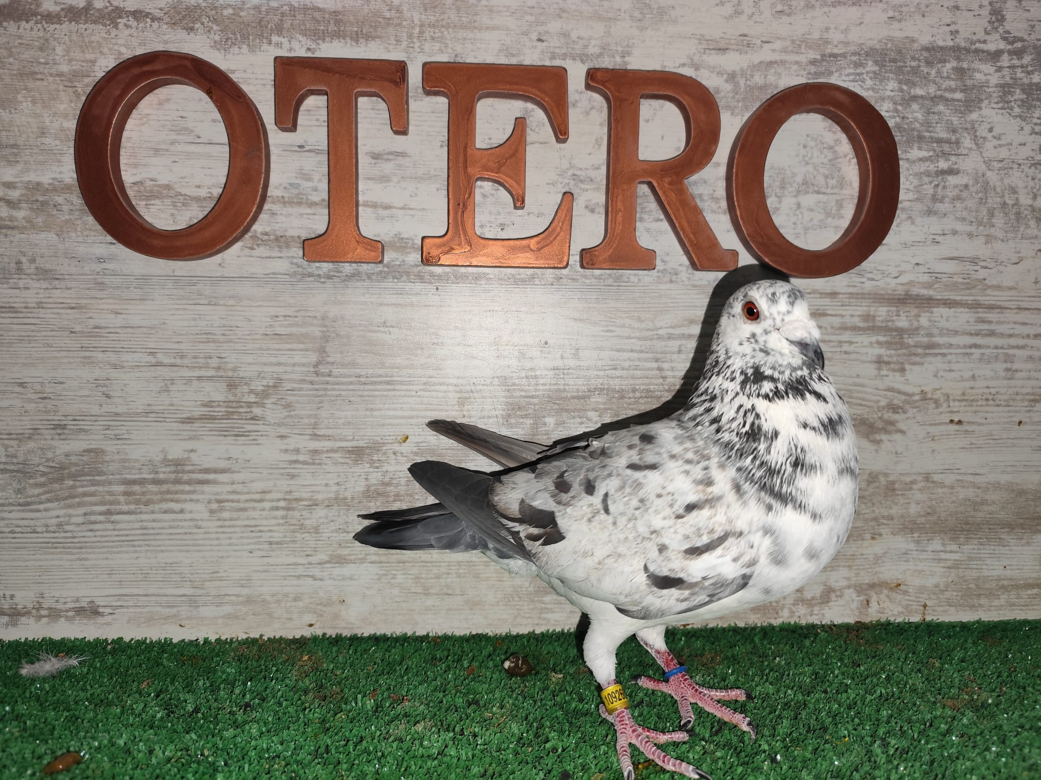ESP-109266-24 - MACHO - TANDEM OTERO