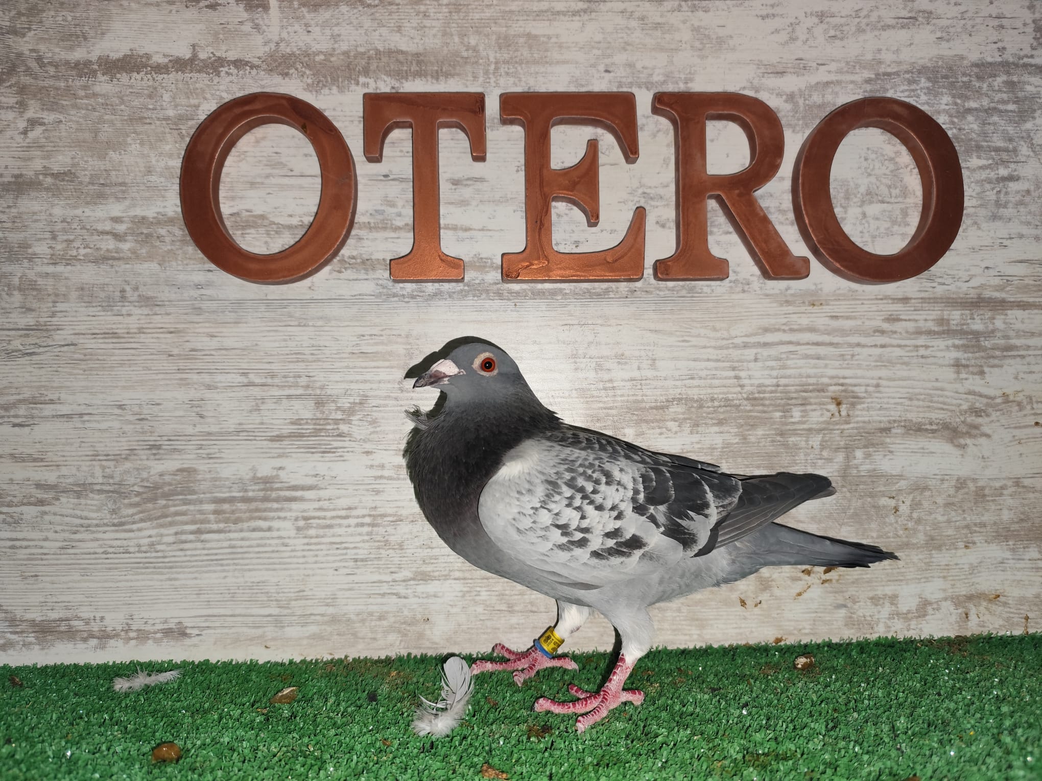 ESP-122883-24 - MACHO - TANDEM OTERO