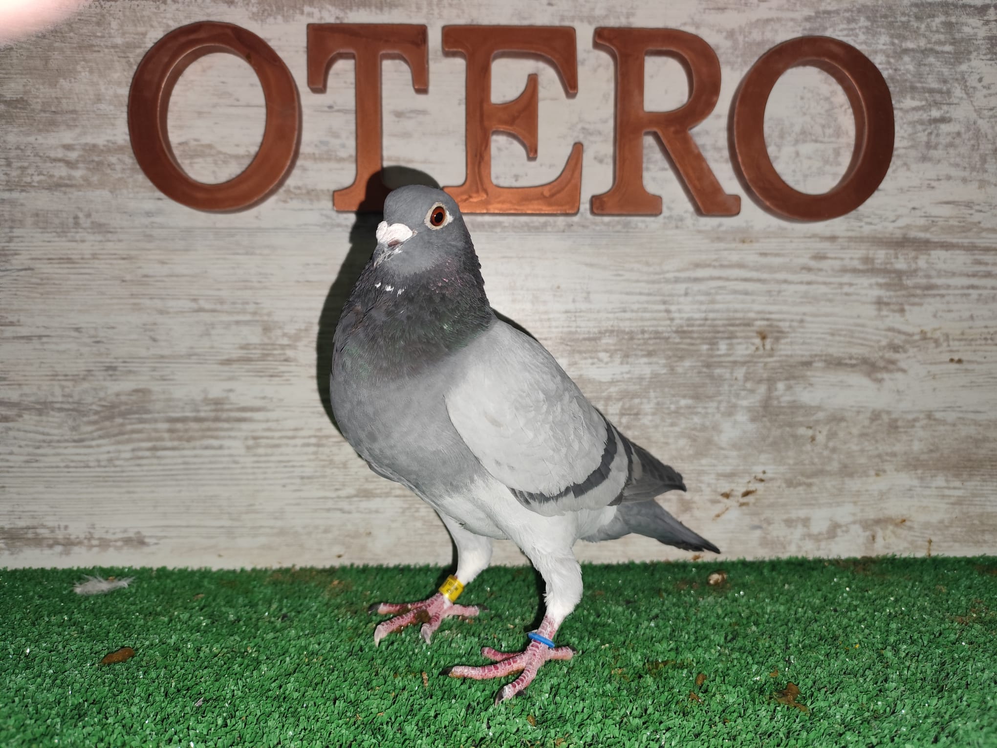 ESP123742-24 - MACHO - TANDEM OTERO