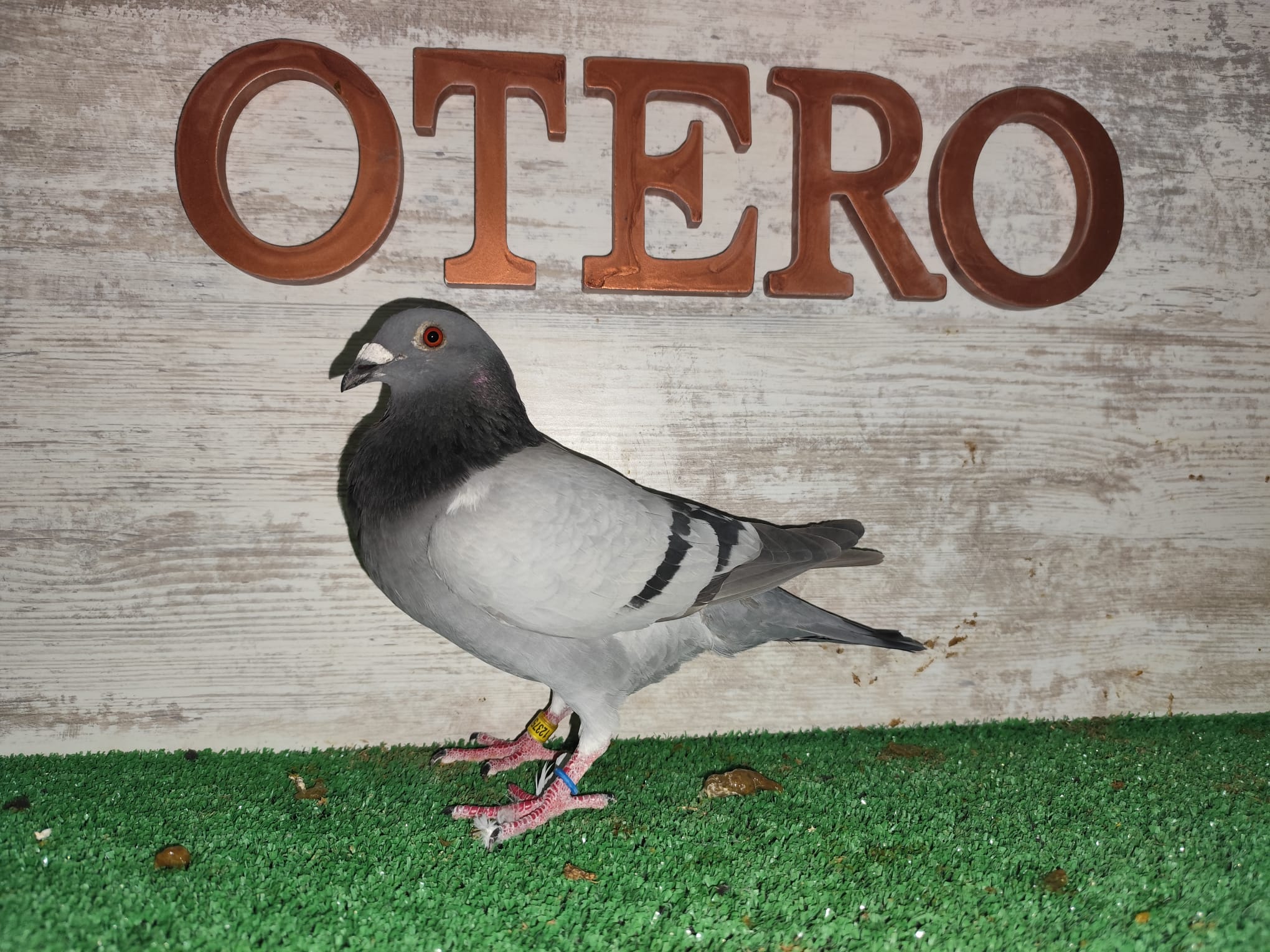 ESP-123758-24 - MACHO - TANDEM OTERO