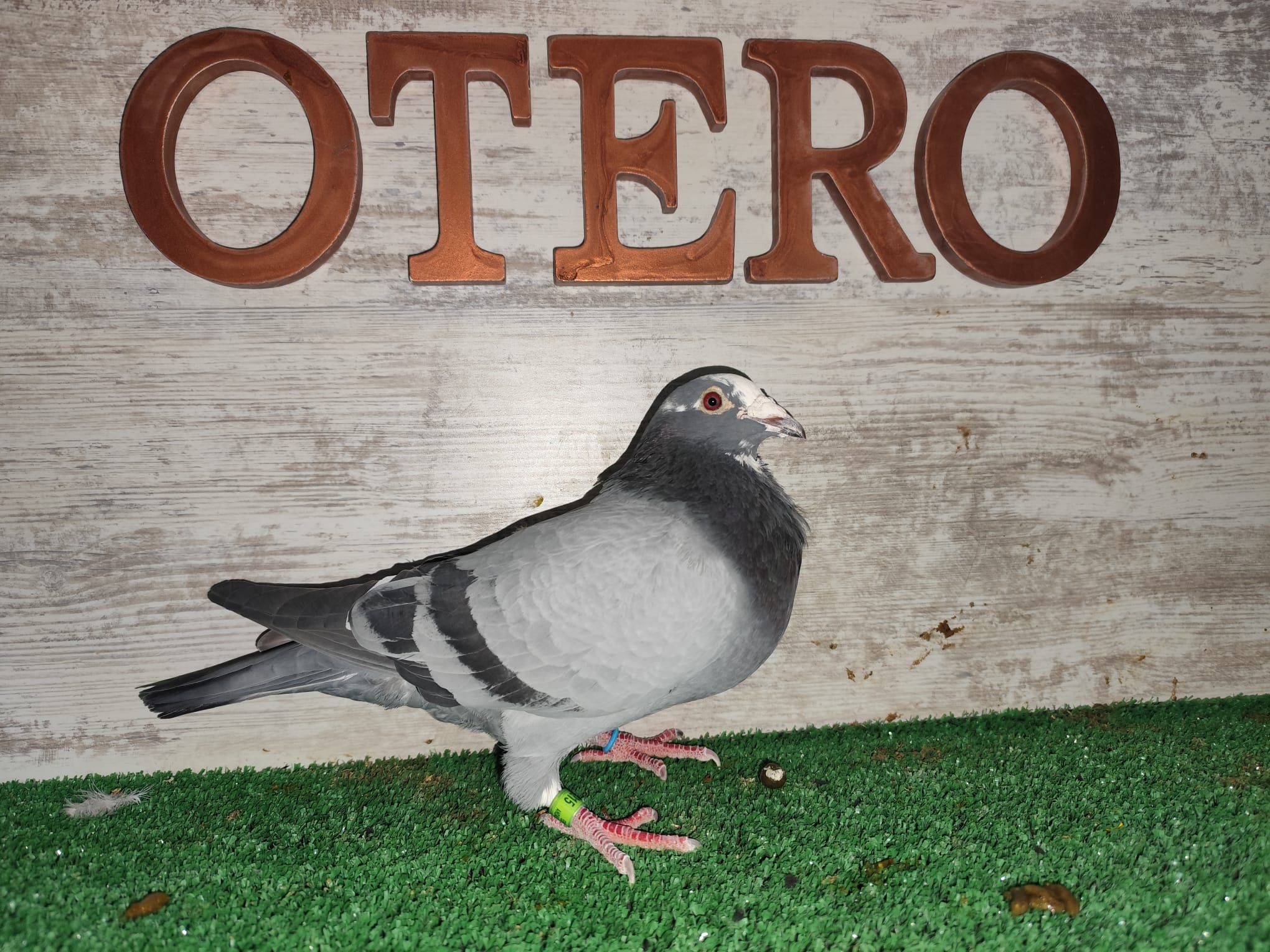 ESP-168215-18 - MACHO - TANDEM OTERO