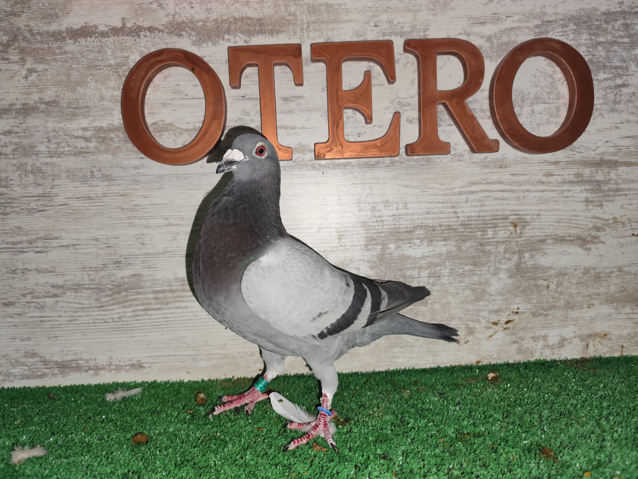 ESP-82113-23 - MACHO - TANDEM OTERO