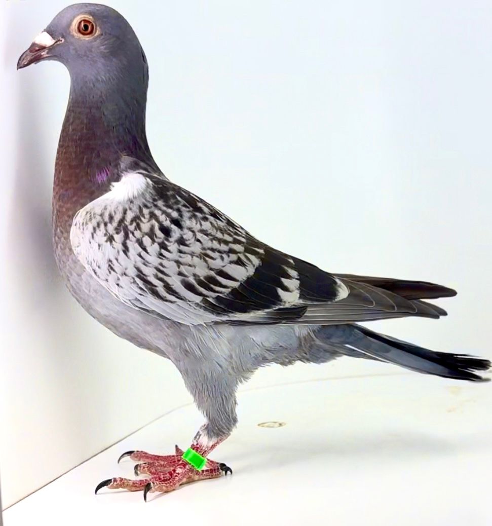 ESP-68037/25 - HEMBRA - PALOMAR MIHAI CHIRITA