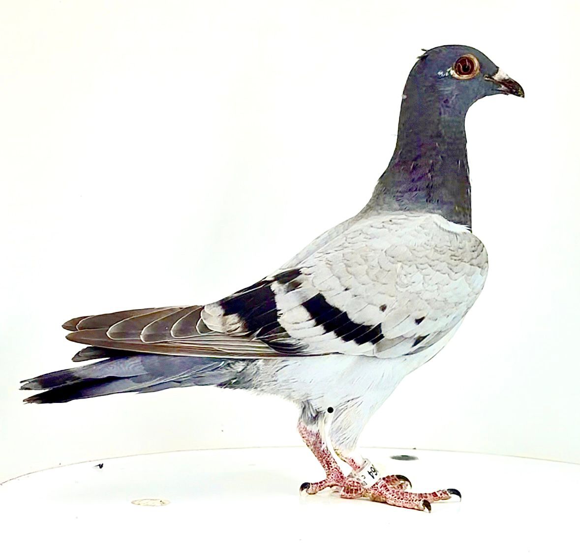 ESP-68064/25 - HEMBRA - PALOMAR MIHAI CHIRITA