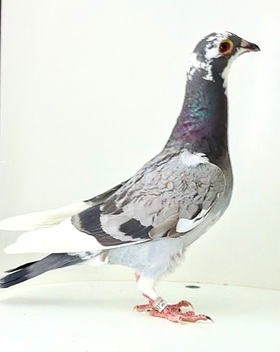 ESP-97347/25 - PALOMAR FRANCISC0 GONZALEZ
