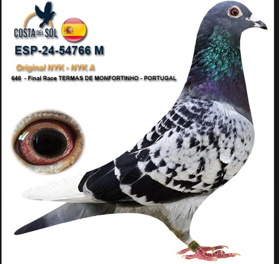 ESP-54766/24 - MACHO - NYK - NYK