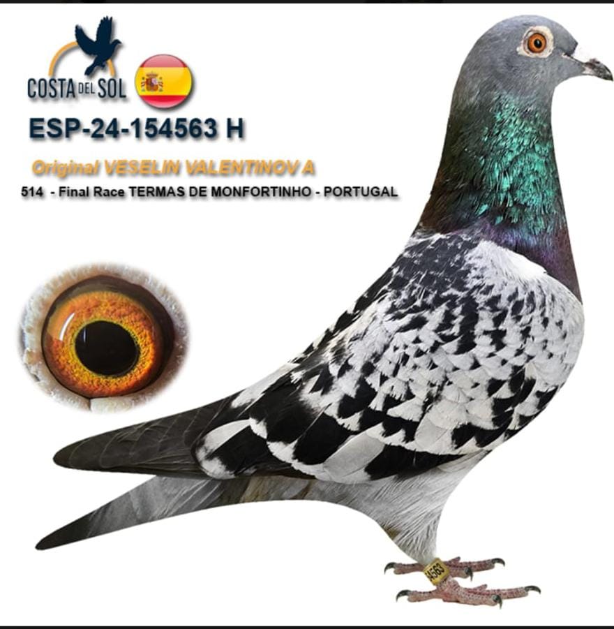 ESP-154563/24 - HEMBRA -  VESELIN VALENTINOV