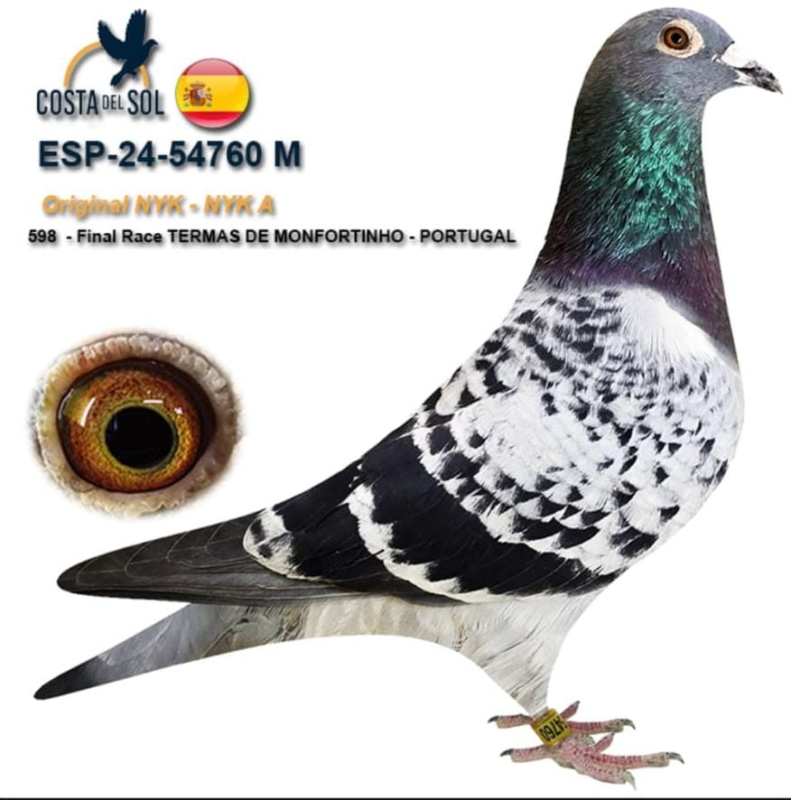 ESP-54760/24 - MACHO - NYK - NYK