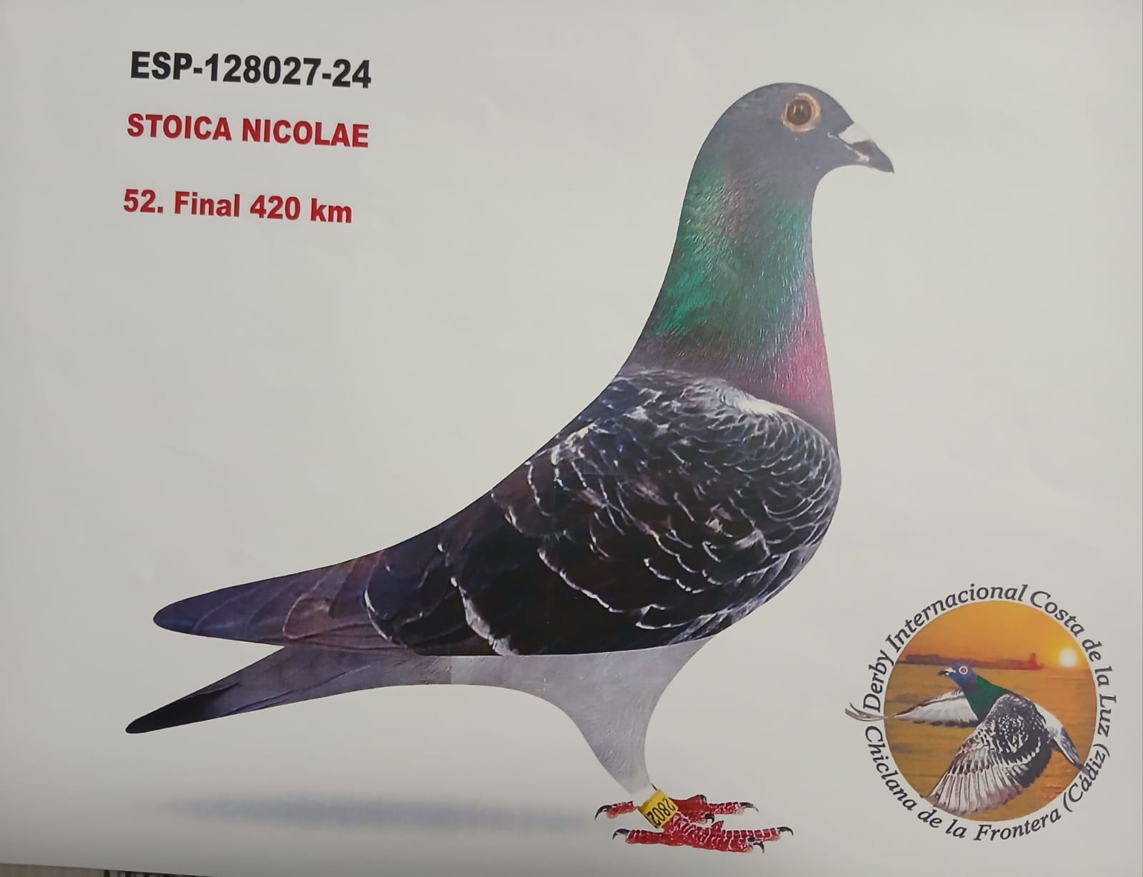 ESP-128027/24 - HEMBRA - STOICA NICOLAE