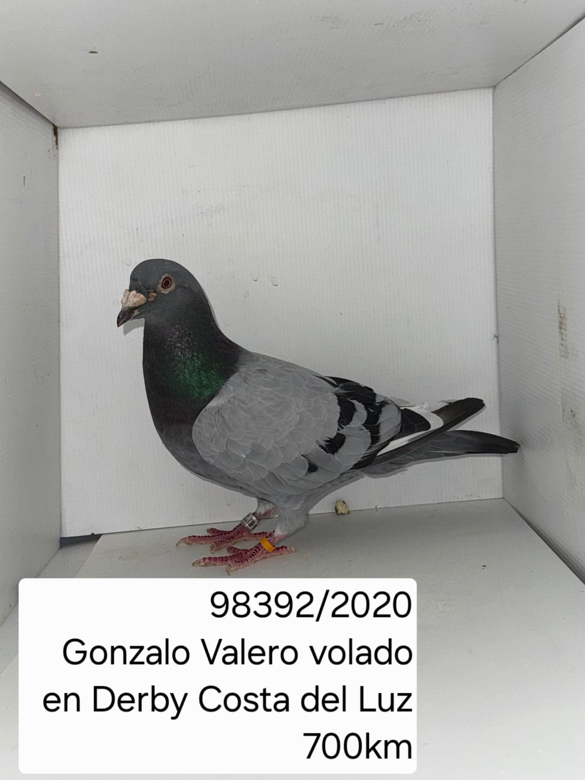 ESP-98392/20 - MACHO - GONZALO VALERO