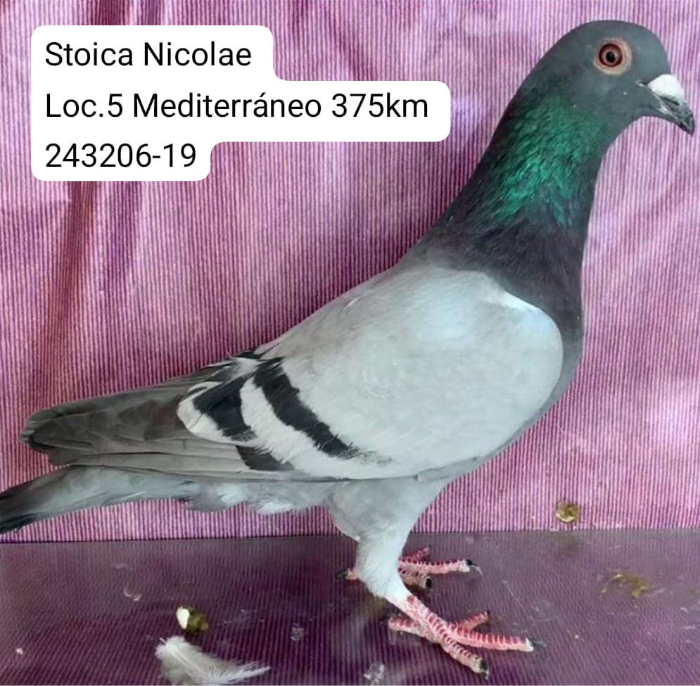 ESP-243206/19 - MACHO -STOICA NICOLAE
