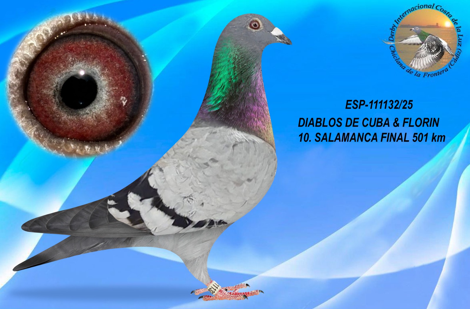 ESP-111132/25 - HEMBRA - DIABLOS DE CUBA & FLORIN - 10ª CLASIFICADA