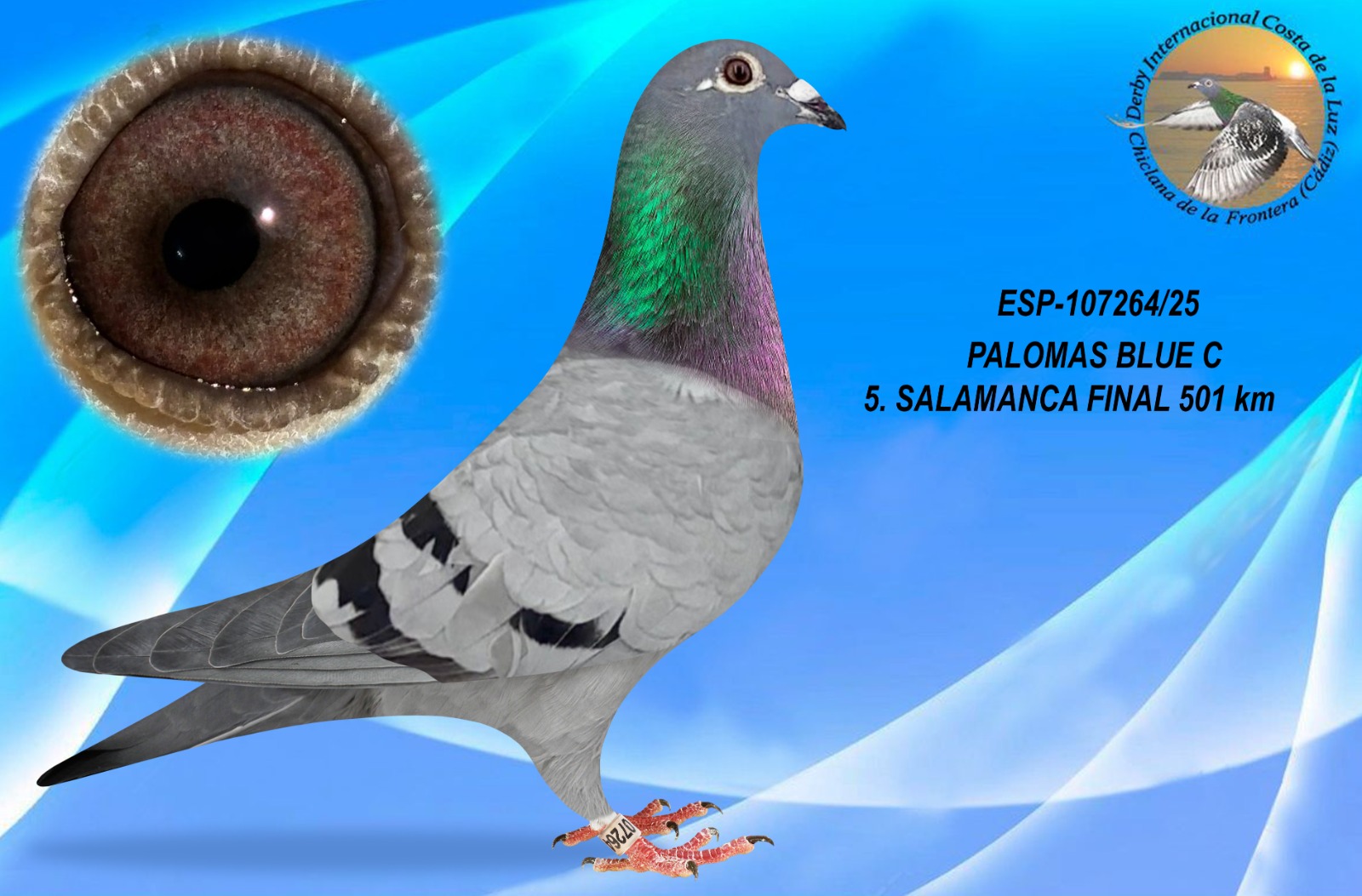 ESP-107264/25 - HEMBRA - PALOMAS BLUE C
