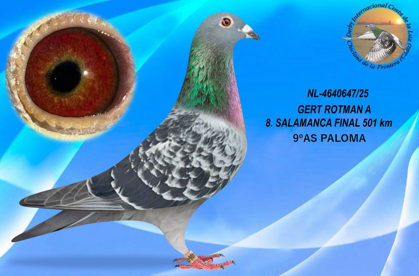 NL-4640647/25 - MACHO - GERT ROTMAN A - 8º CLASIFICADO Y 9º AS PALOMA