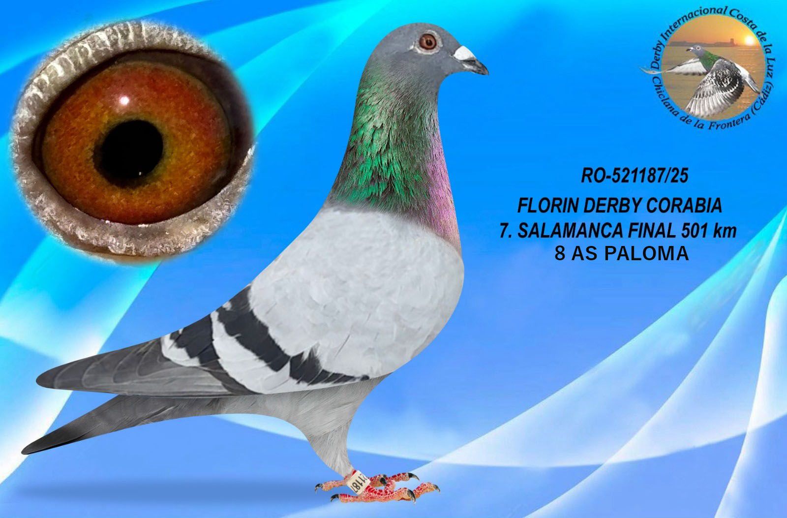 RO-521187/25 - MACHO - FLORIN DERBY CORABIA -7º CLASIFICADO Y 8º AS PALOMA