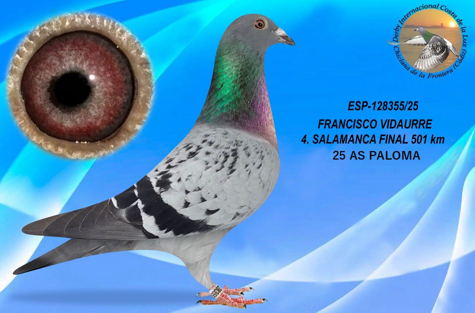 ESP-128355/25 - MACHO -FRANCISCO VIDAURRE