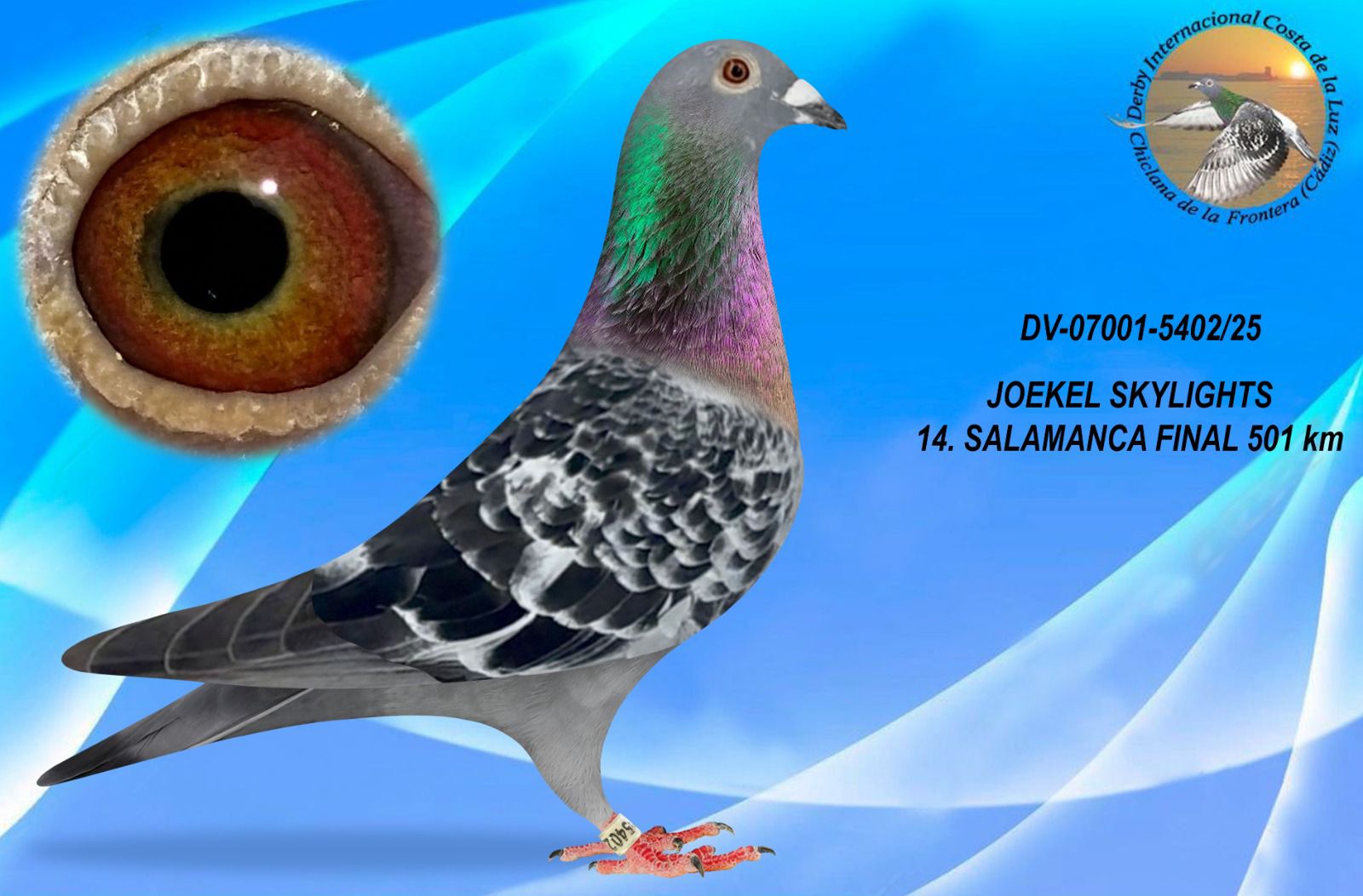 DV-07001-5402/25 - MACHO - JOEKEL SKYLIGHTS - 14ª CLASIFICADA