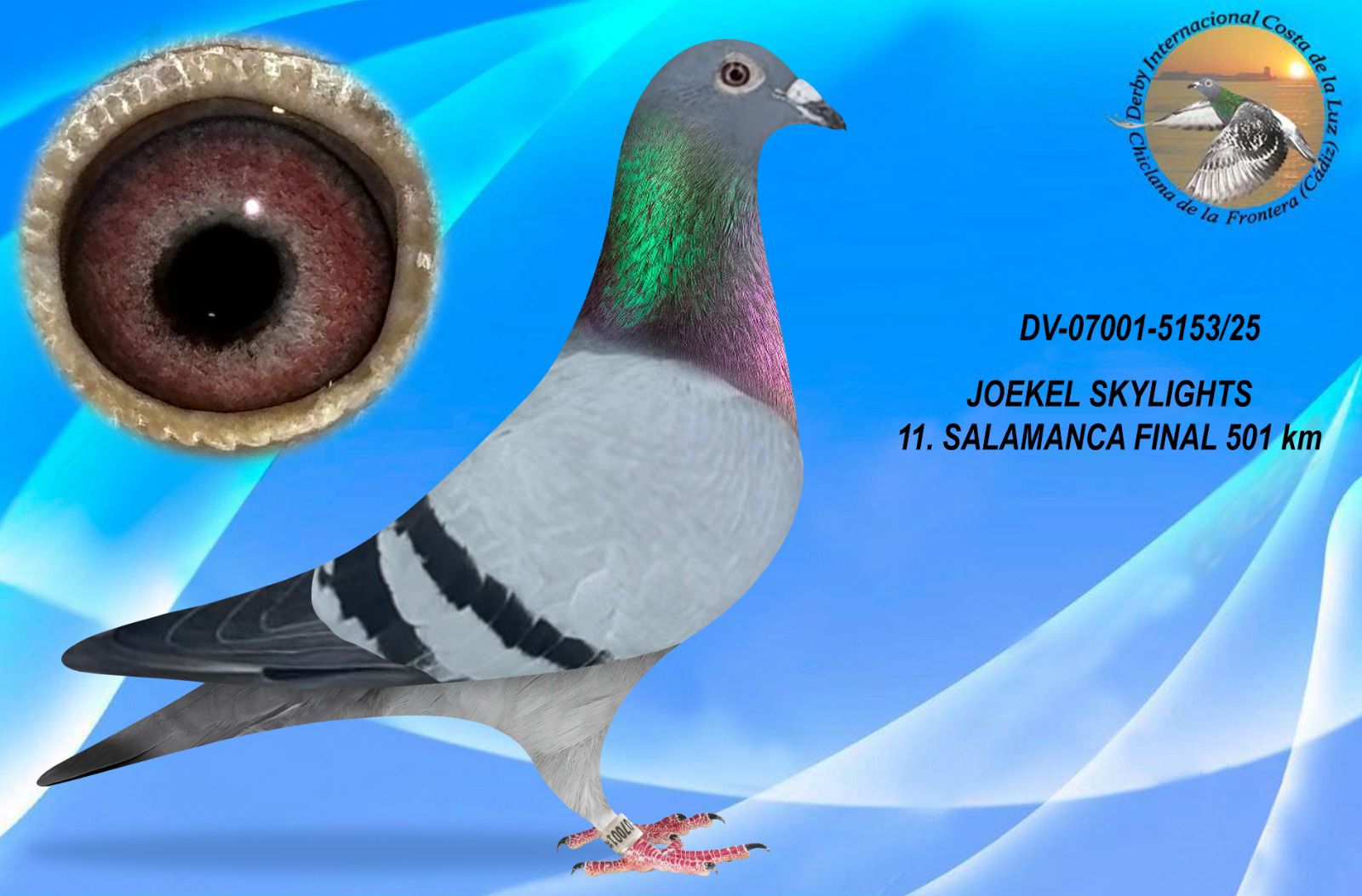 DV-07001-5153/25 - MACHO - JOEKEL SKYLIGHTS - 11ª CLASIFICADA