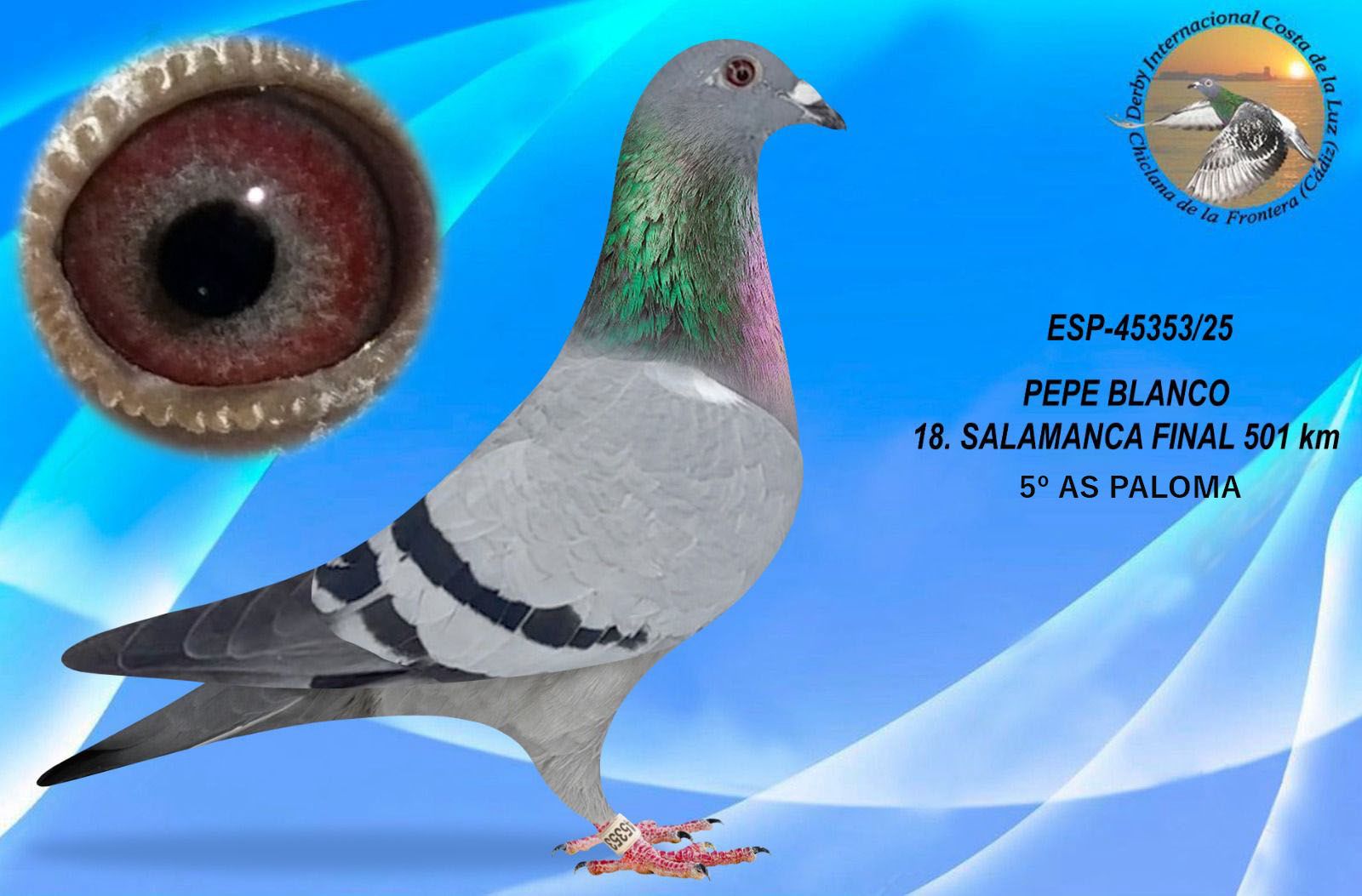 ESP-45353/25 - HEMBRA - PEPE BLANCO 18ªCLASIFICADA Y 5º AS PALOMA