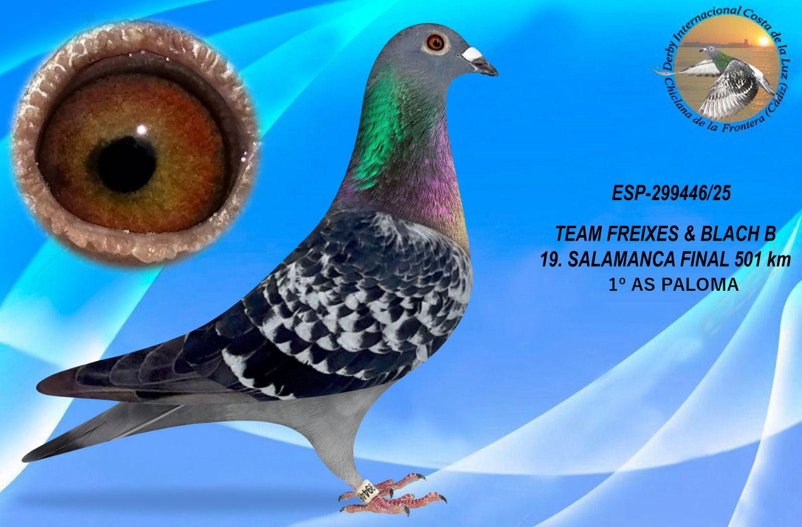 ESP-299446/25 - HEMBRA -TEAM FREIXES & BLACH B 19ª CLASIFICADA Y 1ª AS PALOMA